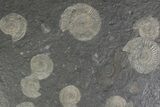 Fossil Ammonite Cluster - Posidonia Shale, Germany #383761-1